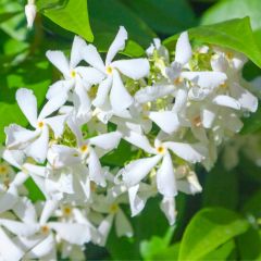 Jasmin étoilé - Trachelospermum jasminoides