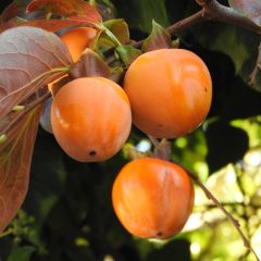 Diospyros kaki Costata - Plaqueminier