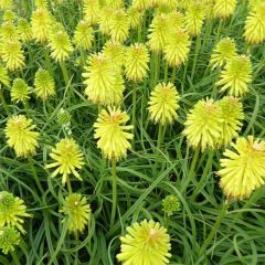 Kniphofia Limelight - Tritoma