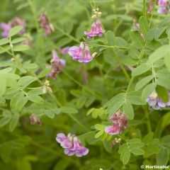 Lathyrus niger -  Pois vivace