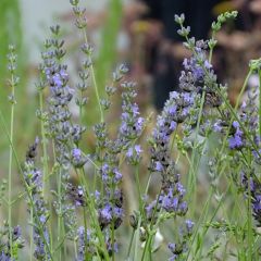 Lavandin - Lavandula intermedia Grappenhall