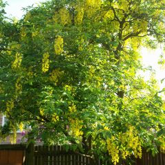 Laburnum watereri Vossii - Cytise pluie d'or