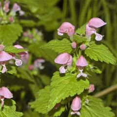 Lamium maculatum Cannon s Gold - Lamier panaché