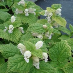 Lamium orvala Album - Lamier orvale