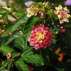 Lantana camara Evita Rose