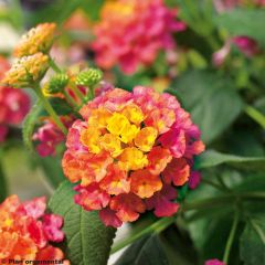 Lantana Calippo Tutti Frutti