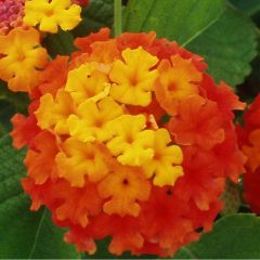 Lantana camara Evita Red imp.