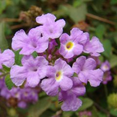 Lantana montevidensis Mauve - Lantanier rampant