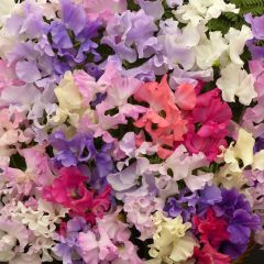 Graines de Pois de Senteur Fragrantissima - Lathyrus odoratus
