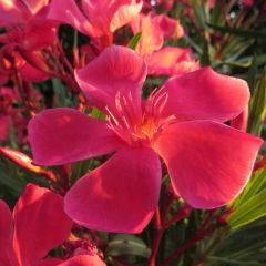 La Pousse Verte - Le laurier rose : conseils jardinage et découverte