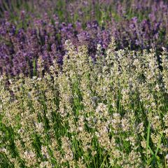 Lavande vraie - Lavandula angustifolia Rosea