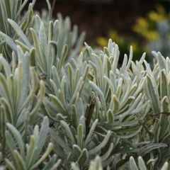 Lavandin - Lavandula intermedia Walburton's Silver Edge