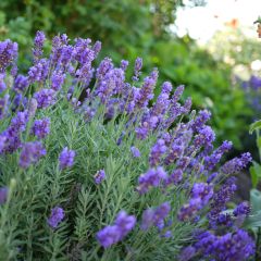 Lavandin - Lavandula intermedia Dutch group