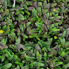 Leptinella potentillina - Cotule potentille