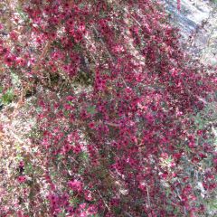 Leptospermum scoparium Jubilee - Arbre à thé