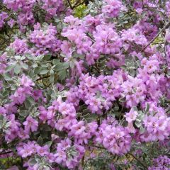 Leucophyllum frutescens - Sauge du désert