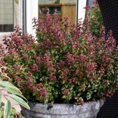 Leucothoe axillaris Twisting Red