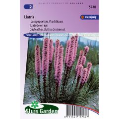 Graines de Liatride en épi Violet - Liatris spicata