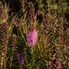 Plume du Kansas ou Liatris spicata Kobold