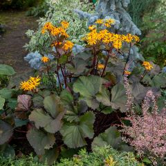 Ligularia dentata - Ligulaire dentée