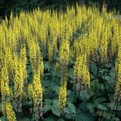 Ligulaire - Ligularia stenocephala