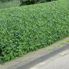 Troène commun - Ligustrum vulgare Lodense