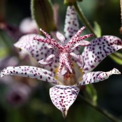 Lis Orchidée, Tricyrtis hirta Albomarginata, Lis crapaud