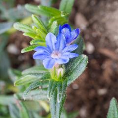 Lithodora diffusa Heavenly Blue - Grémil diffus