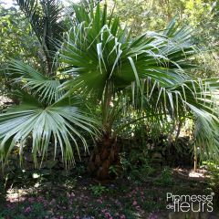 Livistona chinensis - Palmier éventail japonais 