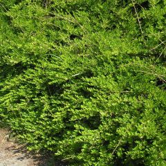 Lonicera pileata - Chèvrefeuille à cupule