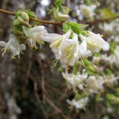 Lonicera purpusii Winter Beauty - Chèvrefeuille d'hiver parfumé