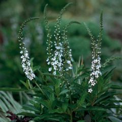 Lysimachia fortunei - Lysimaque