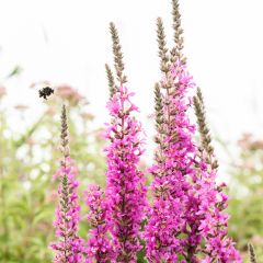 Lythrum virgatum Dropmore Purple