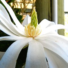 Magnolia stellata Royal Star  - Magnolia étoilé