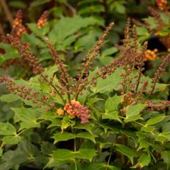 Mahonia Cabaret