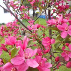 Pommier d'ornement - Malus Prairiefire