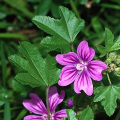 Graines de Malva sylvestris - Grande Mauve, Mauve des bois