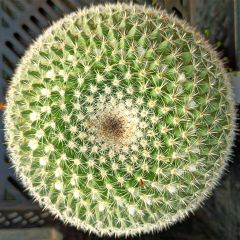 Mammillaria perbella 