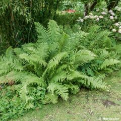 Matteuccia orientalis - Fougère plume d'autruche orientale