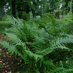 Matteuccia pensylvanica -  Fougère allemande