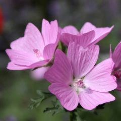 Mauve musquée - Malva moschata Rosea