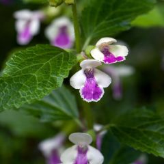 Mélitte - Melittis melissophyllum Royal Velvet