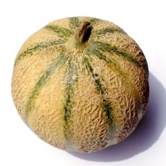 Melon Troubadour