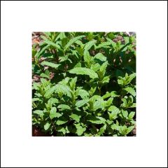 Menthe - Mentha spicata Wintergreen BIO