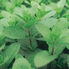 Menthe espagnole en plants BIO