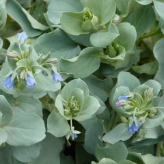 Mertensia maritima BIO - Huître végétale en godet