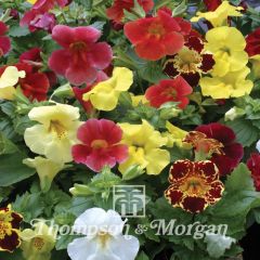 Graines de Mimulus Maximus Mixed 