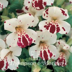 Graines de Mimulus Monkey Magic F1 Hybrid 