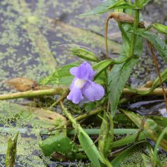 Mimulus ringens - Mimule bleue