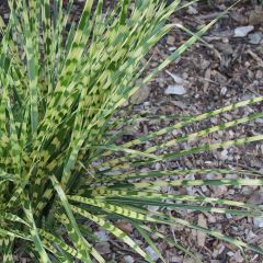 Miscanthus sinensis Gold Bar - Roseau de Chine